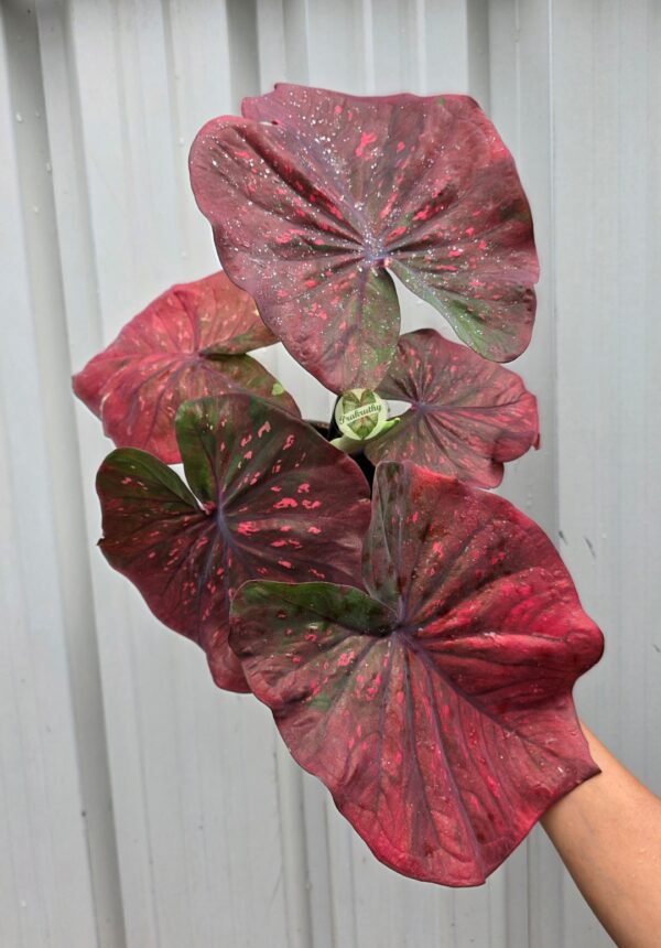 Dark Crimson Pink Speckled Caladium Bulb