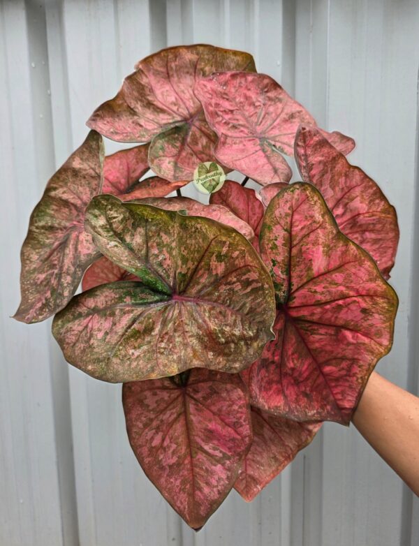 Rose Gold Pink Mottled Caladium Bulb
