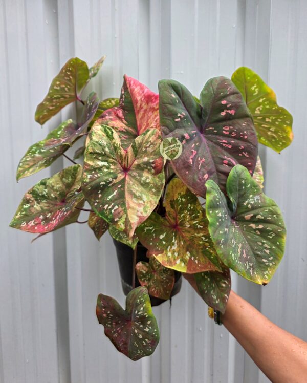 Multicolor Speckled Variegated Caladium Bulb