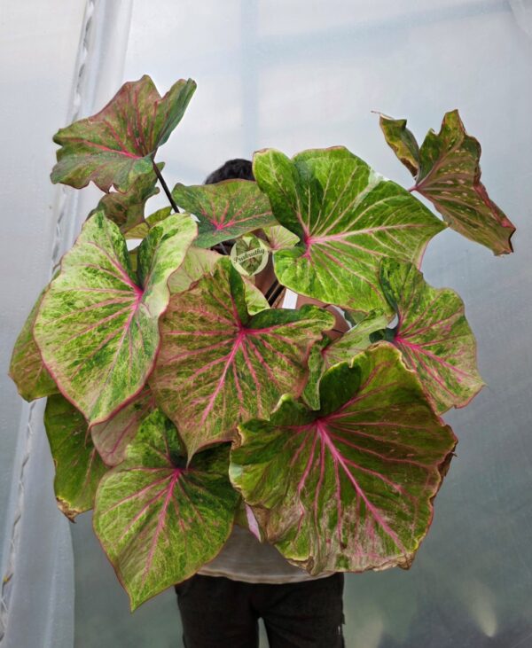 Lime Green Hot Pink Veined Caladium Bulb
