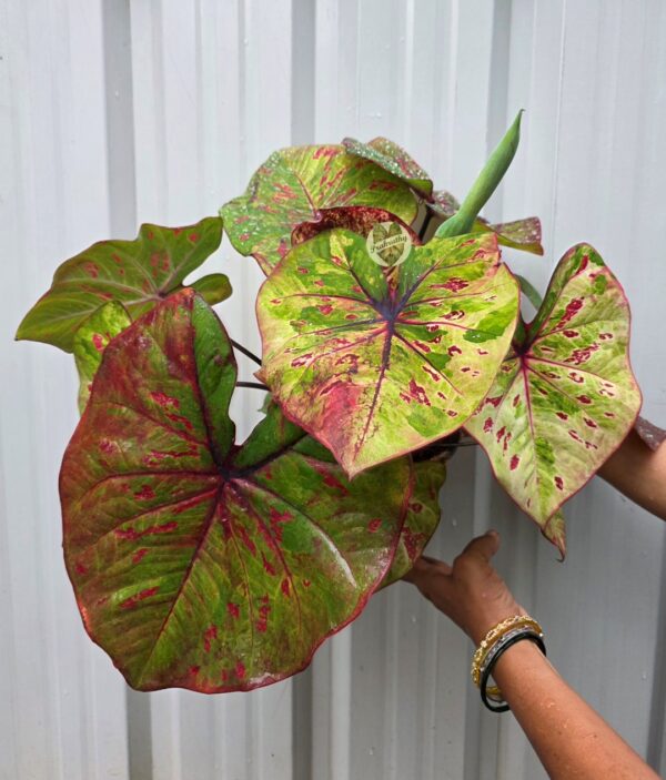 Lime Green Red Speckled Caladium Bulb