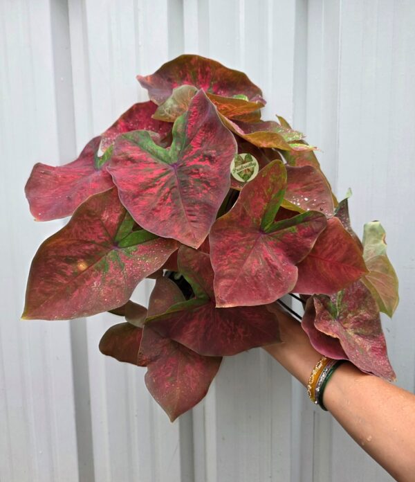 Mottled Crimson Green Caladium Bulb