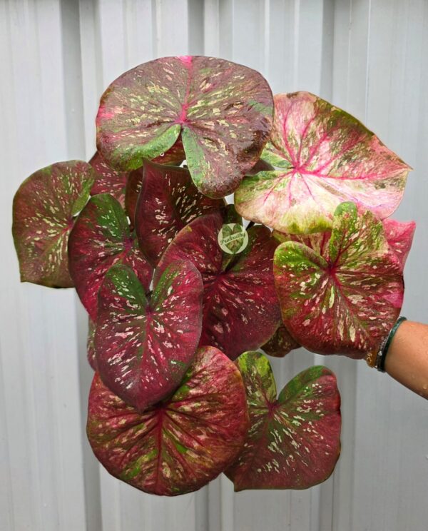 Pink Green Tricolor Caladium Bulb