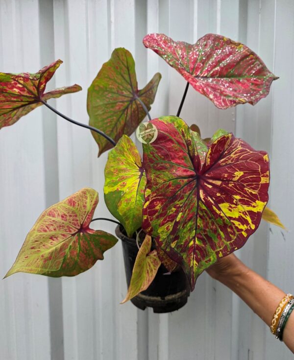 Red Yellow Green Variegated Caladium Bulb