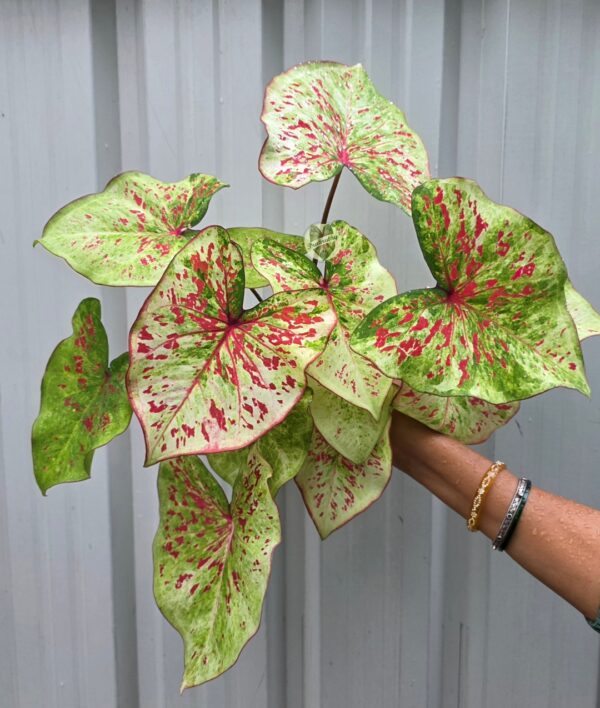 Speckled Lime Red Caladium Bulb