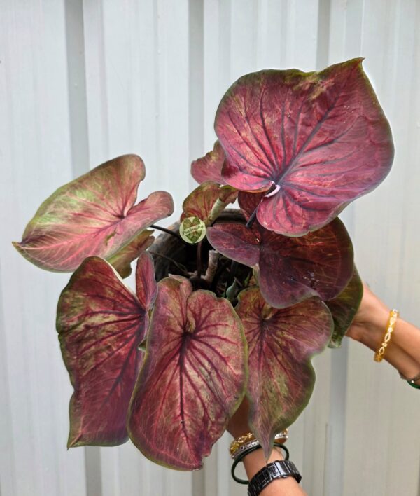 Burgundy Rose Vein Caladium Bulb