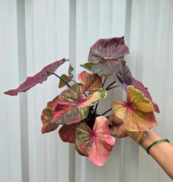 Autumn Sunset Variegated Caladium Bulb