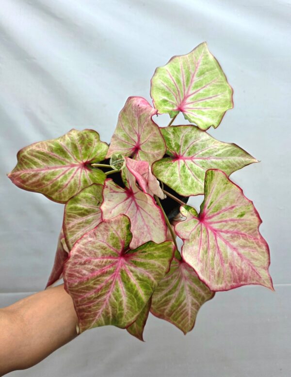 Soft Pink Green Veined Caladium Bulb