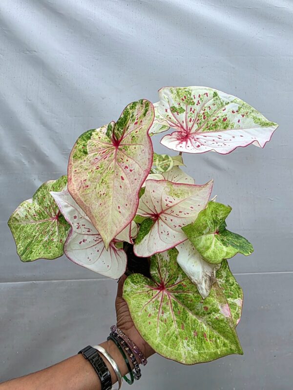 White Green Pink Splattered Caladium Bulb