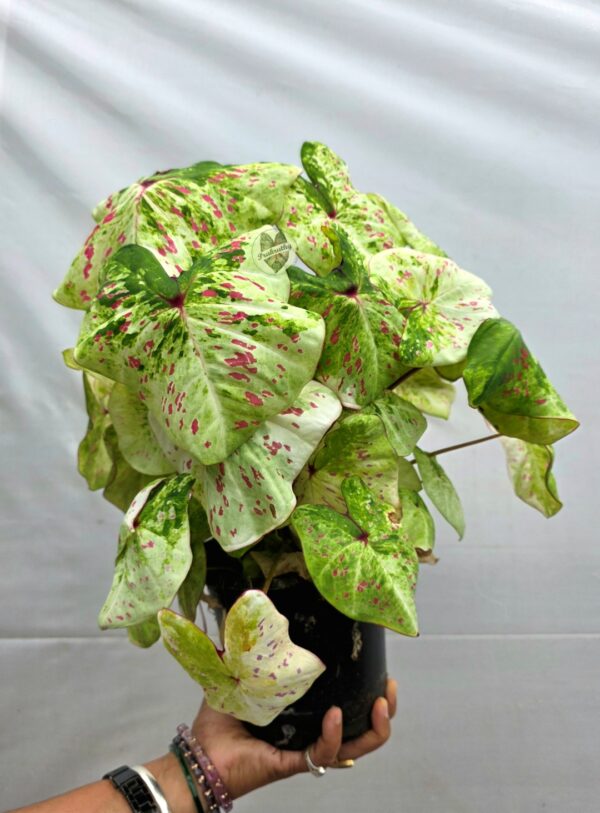 Lime Green Pink Freckled Caladium Bulb