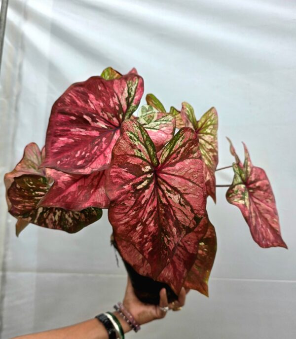 Coral Pink Green Edged Caladium Bulb