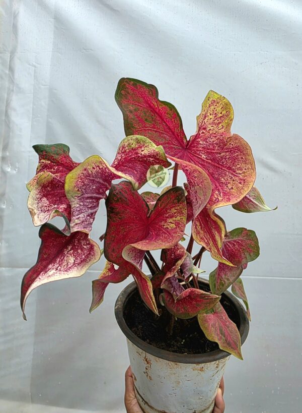 Rose Gold Speckled Caladium Bulb