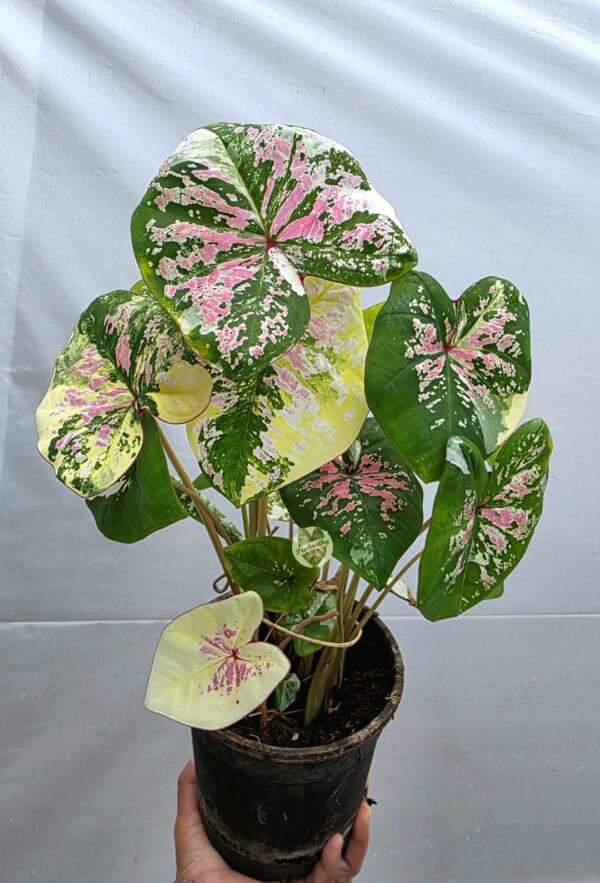 Variegated Pink Cream Green Caladium Bulb