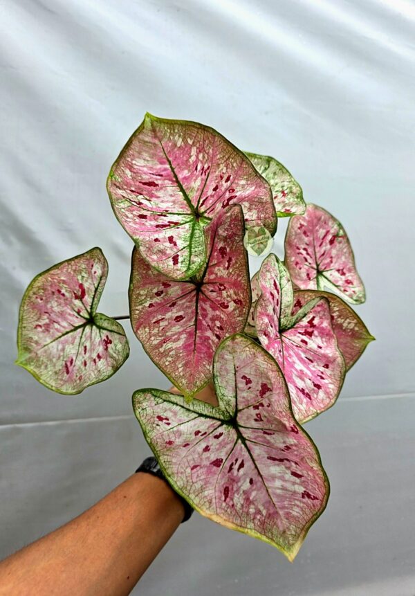 Pink Frost Crimson Splash Caladium Bulb