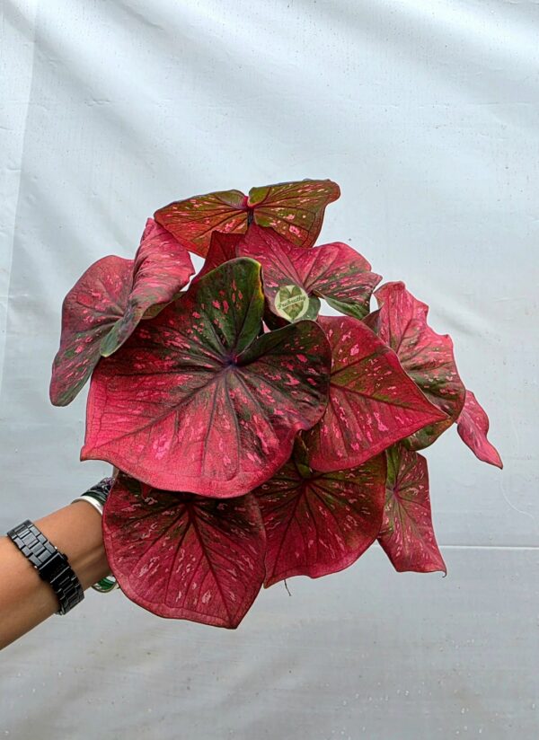 Crimson Blush Speckled Caladium Bulb