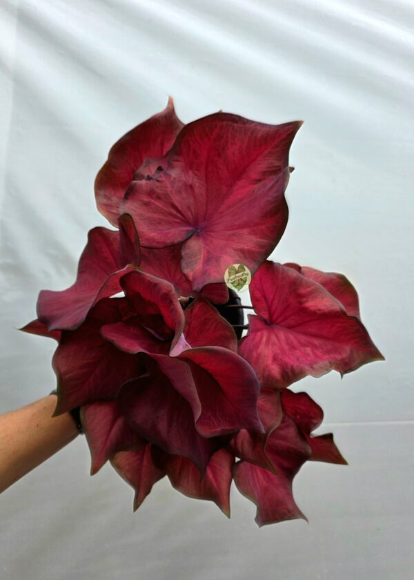 Royal Wine Red Caladium Bulb