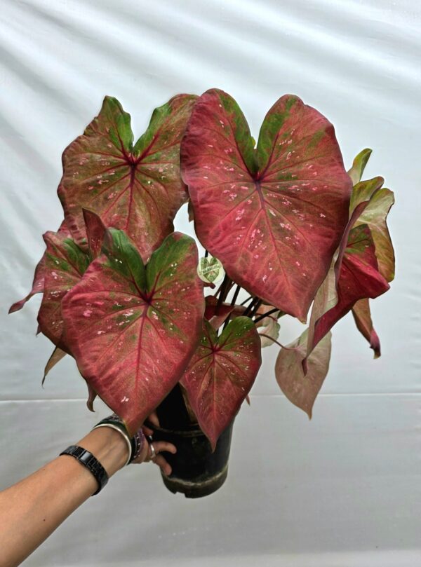 Rust Red Green Framed Caladium Bulb