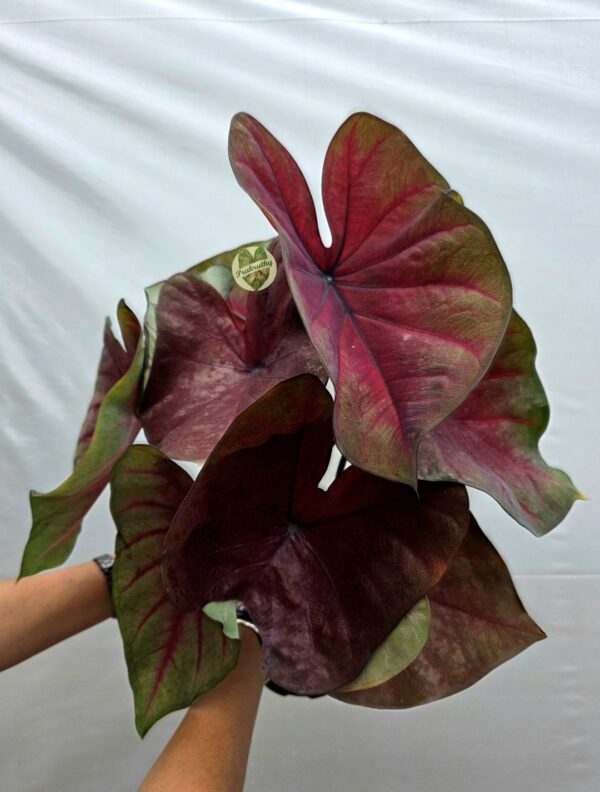 Deep Crimson Bronze Caladium Bulb