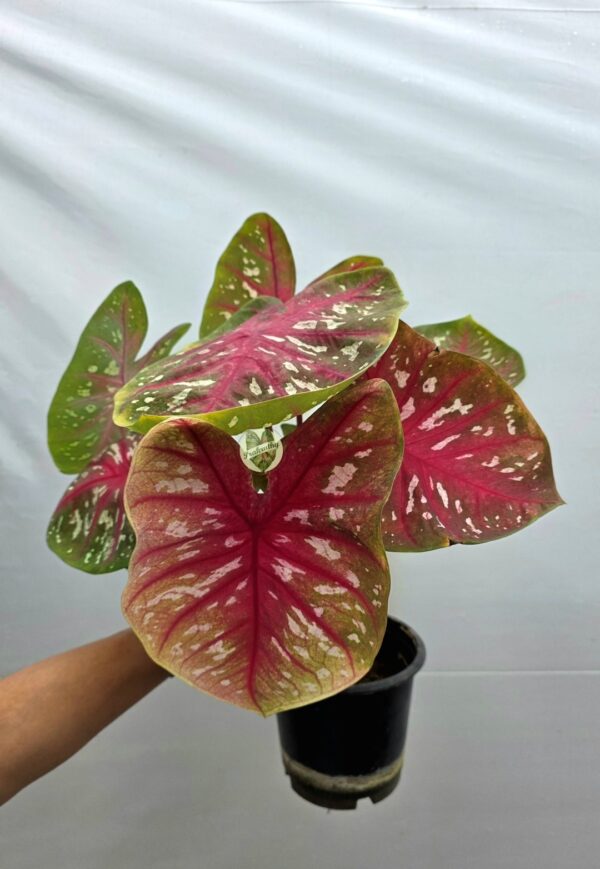 Pink Olive Cream Speckled Caladium Bulb