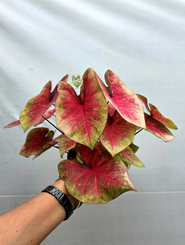 Exotic Pink Green Splash Caladium Bulb