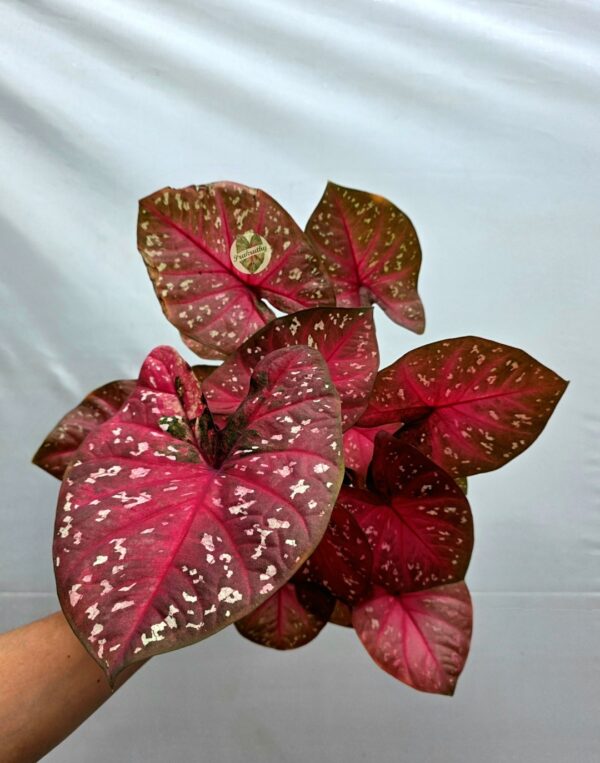 Rose Red White Speckled Caladium Bulb