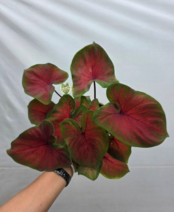 Red Flash Caladium Bulb