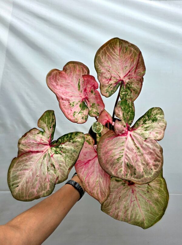 Soft Pink Olive Speckled Caladium Bulb