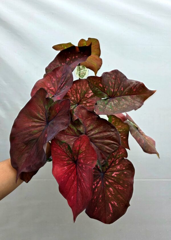 Dark Mahogany Pink Dappled Caladium Bulb