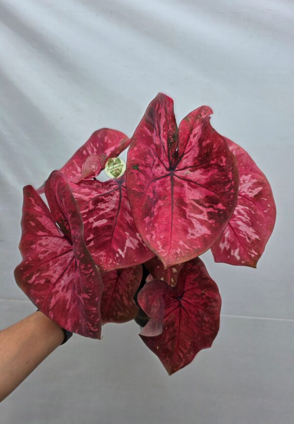 Vibrant Rose Pink Splash Caladium Bulb
