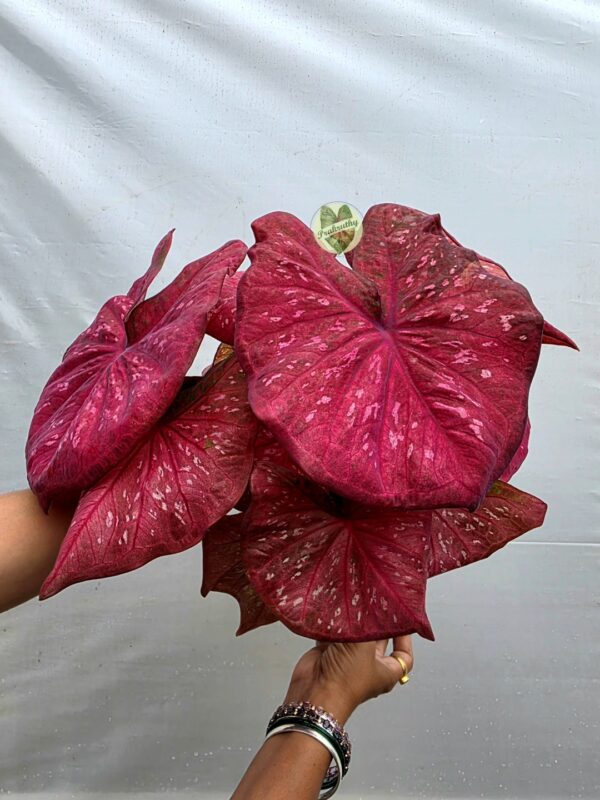 Deep Magenta Speckled Caladium Bulb
