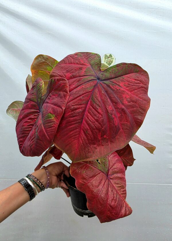 Ruby Red Speckled Caladium Bulb