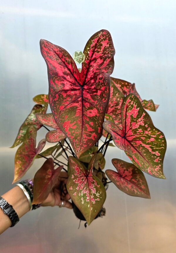 Pink Splash Olive Green Caladium Bulb