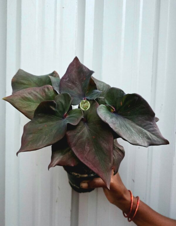 Dark Knight Black Olive Caladium with Smoky Purple Sheen