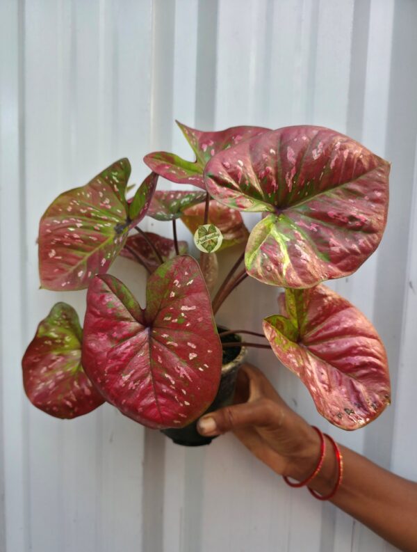Metallic Rose Burgundy Caladium with White & Pink Flecks and Olive Margins