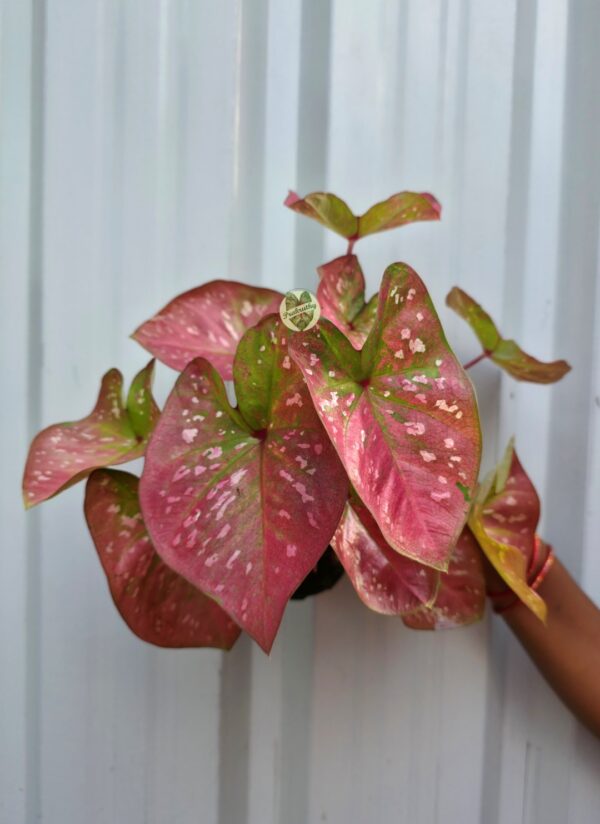 Dusty Rose Pink Caladium with Soft White Speckles & Olive Green Margins