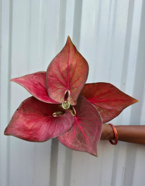 Bronze Crimson Caladium with Olive Green Marbling & Plum Veins