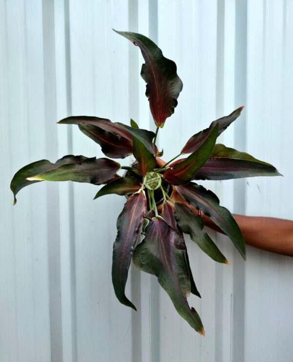 Dark Metallic Burgundy Lance-Leaf Caladium with Deep Olive Margins