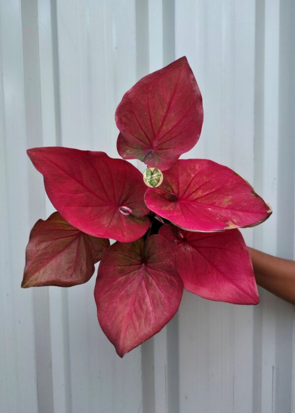 Vibrant Solid Crimson Red Caladium with Subtle Maroon Veins & Olive Undertones