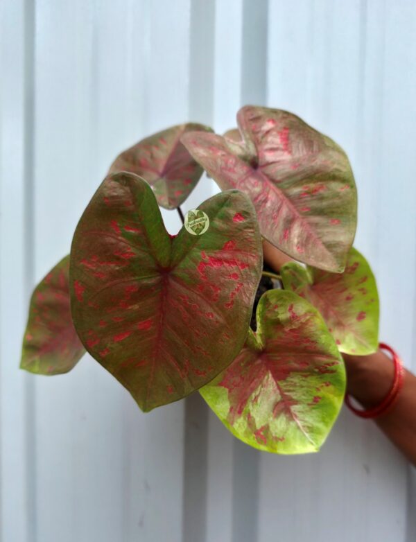 Olive Bronze Caladium with Coral Crimson Splatters & Lime Accents