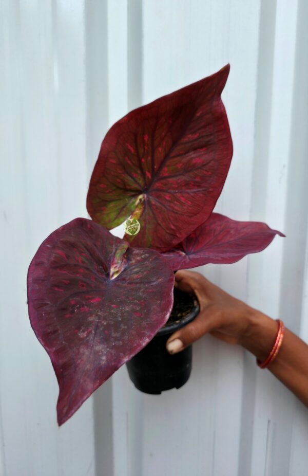 Deep Burgundy Plum Caladium with Crimson Specks & Olive Central Notches