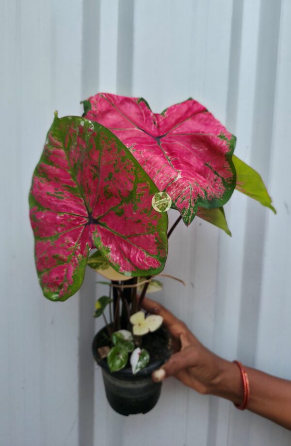 Hot Pink Heart Caladium with Mottled Emerald Green Border