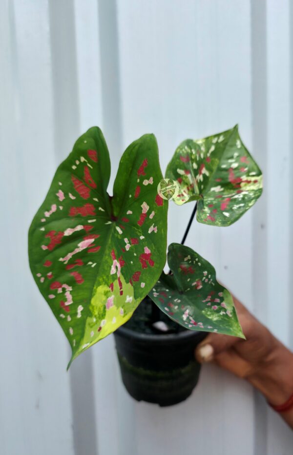 Emerald Green Caladium with Lime Variegation & Ruby Pink Splatters