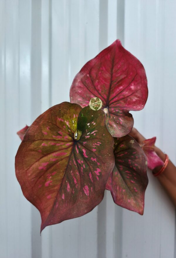 Metallic Bronze Rose Caladium with Vivid Pink Splashes & Dark Wine Veins