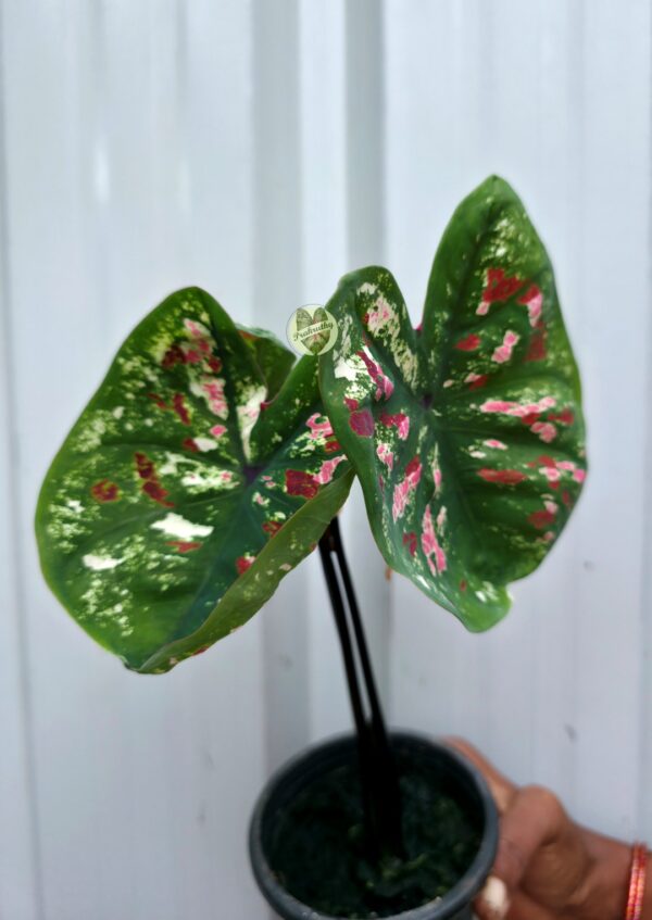Rich Forest Green Caladium with Frosted White Veining & Vivid Crimson-Pink Blotches