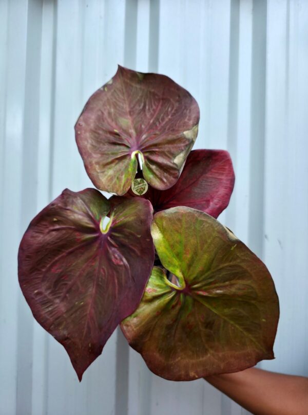 Metallic Bronze Plum Caladium with Chartreuse Center Notches & Wine Veins