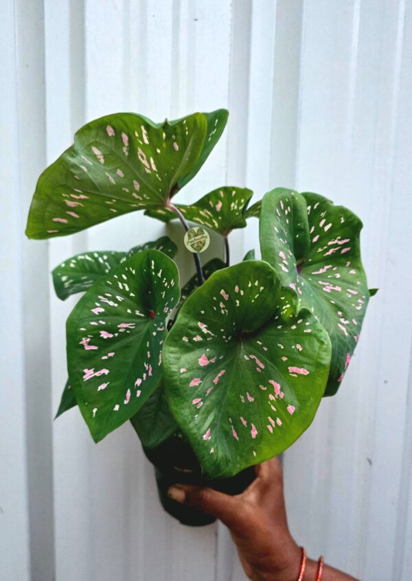 Lush Green Cupped Caladium with Pastel Pink Linear Spots