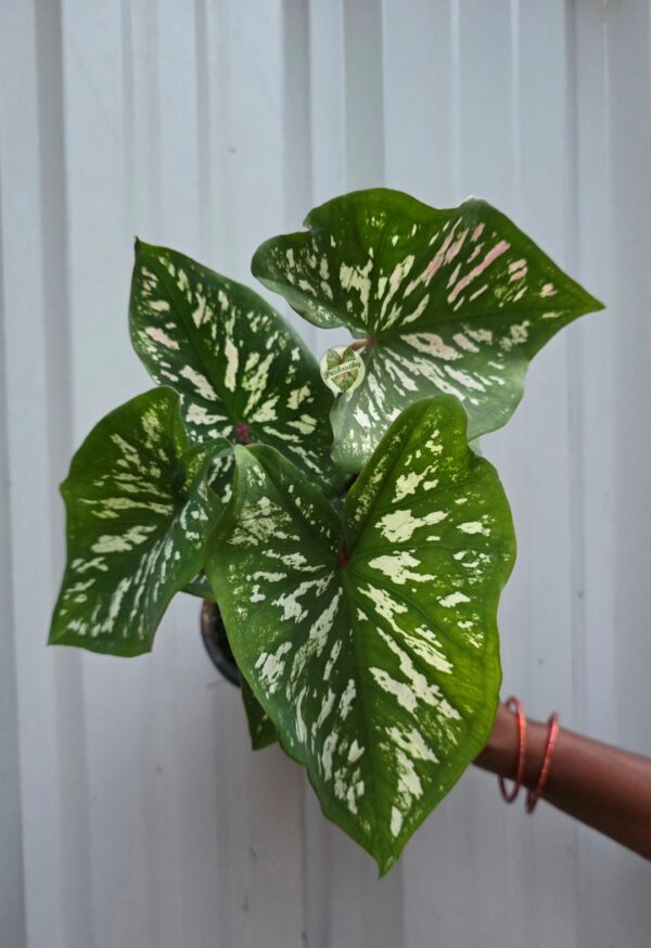 Emerald Green Caladium with White Snowflake Splashes & Red Stem Eye
