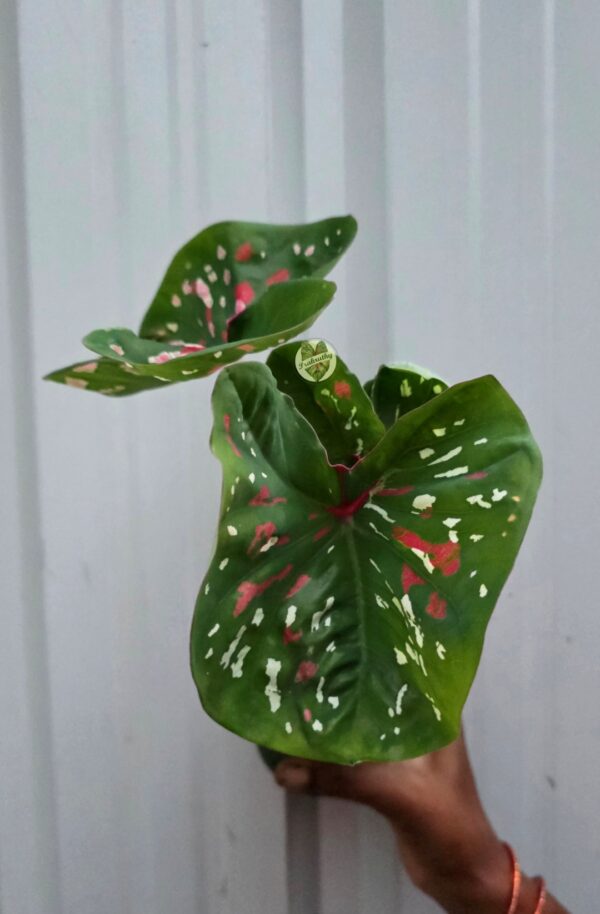 Cup Leaf Olive Green Caladium with Crimson Patches & White Freckles