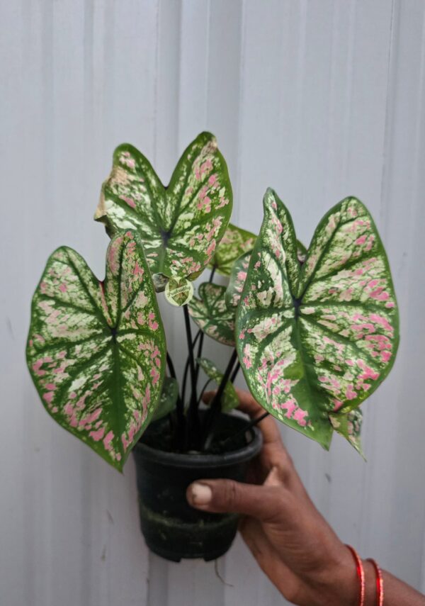 White Pink Camouflage Caladium with Dark Green Vein Margins