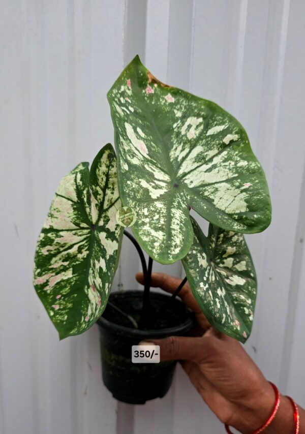 Forest Green White Splashed Caladium with Pink Dots